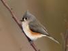 Tufted Titmouse